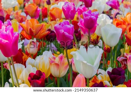 These tulips are particularly beautiful and many tourists like to make a picture of this beautiful color of tulips. These
