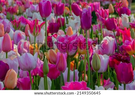 So many colors of tulips in the center of the largest flower garden in Europe. These tulips are particularly beautiful and many tourists like to make a picture of this beautiful color of tulips. These