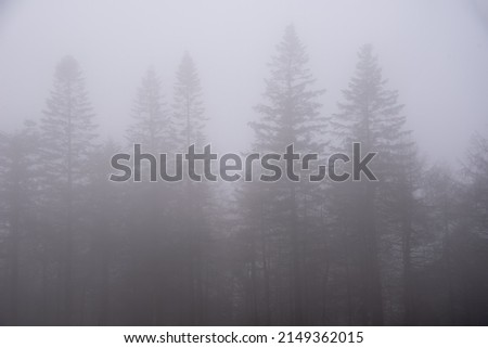 Beautiful foggy sunrise landscape image of forest during Autumn morning