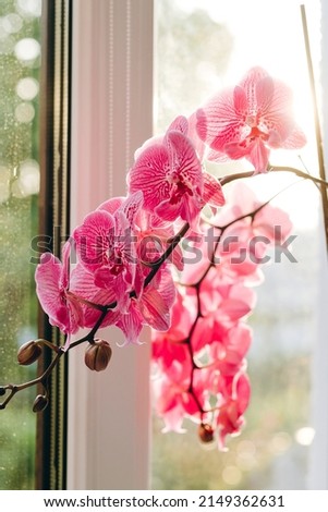 There is a wonderful flower inside the house and it looks beautiful. We can see the background of the window. It looks pretty and nice. It is autumn outside. The weather is nice.