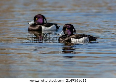 Two black and white tufted duck males with purple head and bright yellow eyes swimming in blue water on a sunny spring day.