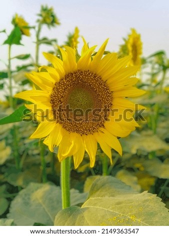 Awesome picture of sunflower fields.