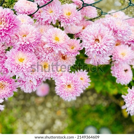 Landscape concept. Blossom colorful seasonal flowers.