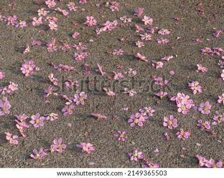 The Bungor Flower  petals fell on the ground in the morning.(Focal point at center of picture)