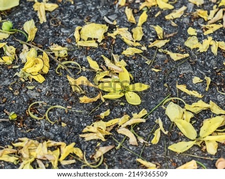 The Cassia fistula  petals fell on the ground in the morning.(Focal point at center of picture)
