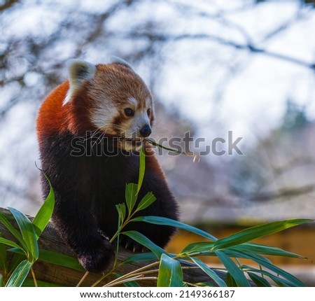 Red panda enjoying its bamboo leaves.