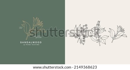 Vector illustration sandalwood branch - vintage engraved style. Logo composition in retro botanical style Royalty-Free Stock Photo #2149368623