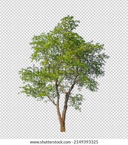 Tree on transparent picture background with clipping path, single tree with clipping path and alpha channel Royalty-Free Stock Photo #2149393325