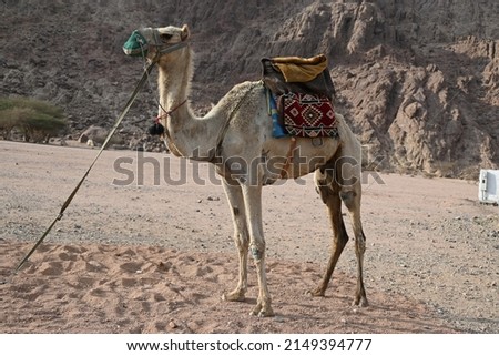 Beautiful pic of Camel with mountains standing in wadi Jinn Madina Saudi Arabia 