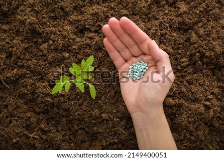 Young adult woman palm holding complex fertiliser granules for green small tomato plant on dark brown ground background. Closeup. Root feeding. Preparation work in garden. Royalty-Free Stock Photo #2149400051
