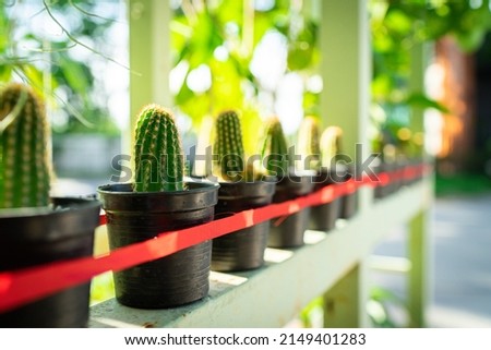 Cactus in black plastic pot in row with red ribbon