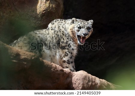 The snow leopard (Panthera uncia), also known as the ounce on a rock with an open mouth. Big snow leopard on a rock. Royalty-Free Stock Photo #2149405039