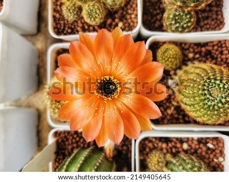 Top view at orange Lobivia cactus flowers when they are blooming from bud to full blossom isolated on nature background.Cactus flower growth in desert or decorate in garden.