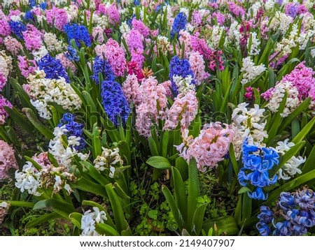 Floral background - fresh lawn close up with hyacinth and tulip flowers.flowers are blooming in the garden.Bunch of flowers.Colorful tulips in the park. Spring landscape.Colourful Tulips Flowerbeds.