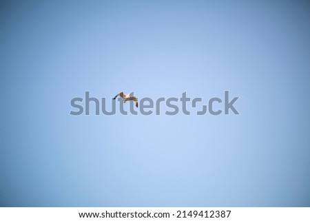 seagull flies high in the blue sky. High quality photo