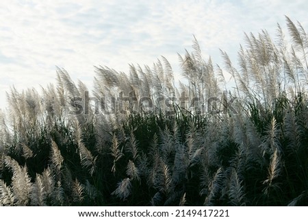 reeds grass flower swaying with wind blow against blue sky