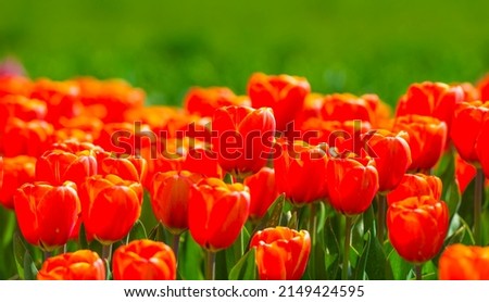 Colorful flowers in an agricultural field in sunlight in springtime, Almere, Flevoland, The Netherlands, April 24, 2022
