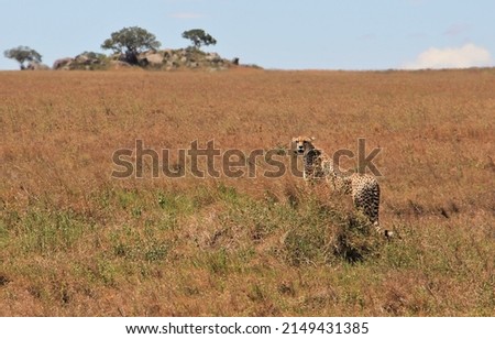 Cheetah in Serengeti National Park, Tanzania