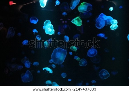 The jellyfish is in a cabinet with colored lights.