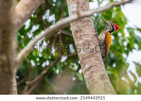The beauty of the Greater Bird The Flameback is an endemic foraging bird that lives in the Saraburi province of central Thailand.