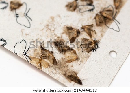 Indianmeal moths trapped on a paper card with glue Royalty-Free Stock Photo #2149444517