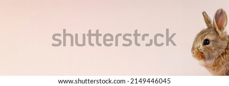 Young beautiful easter bunny on pastel pink background, photo banner with copy space. Concept for spring holidays. Close-up of a domestic hare with big ears and white whiskers. Holy easter symbol