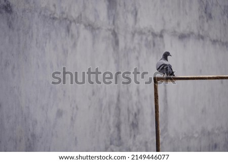 Pigeon sit in the irons rod with blur background