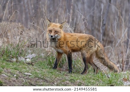 Urban fox with dog treats 
