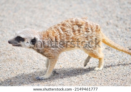 Meerkat walking showing fur patterns and colors