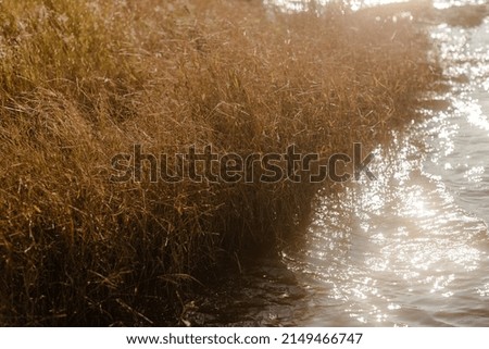  grass on the river bank. Close up.