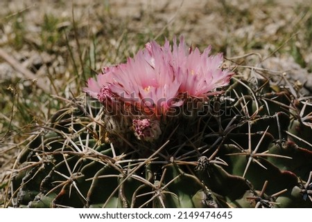 Echinocactus texensis horse crippler cactus with pink flower bloom closeup in Texas spring landscape. Royalty-Free Stock Photo #2149474645
