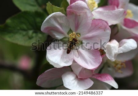 An insect on a flower of an apple tree