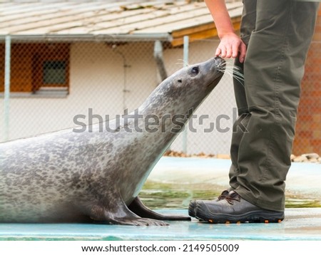 Harbor seal, its scientific name is Phoca vitulina and its zookeeper Royalty-Free Stock Photo #2149505009
