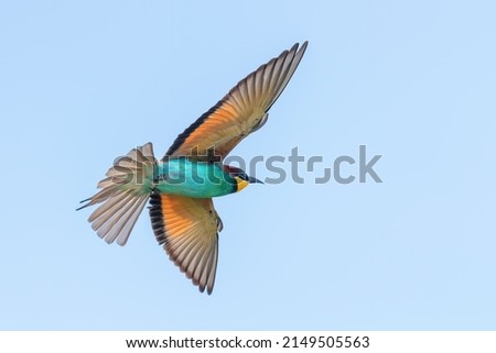 European Bee Eater In Flight (Merops Apiaster)