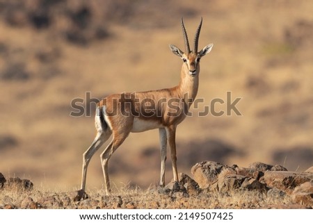 Indian Gazelle, Antelope, Chinkara seen in grassland Royalty-Free Stock Photo #2149507425