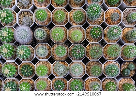 top view of variety kinds cactus in a mini pot