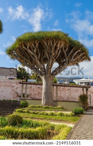 Canary Dragon Tree on Tenerife Island, Spain Royalty-Free Stock Photo #2149516031