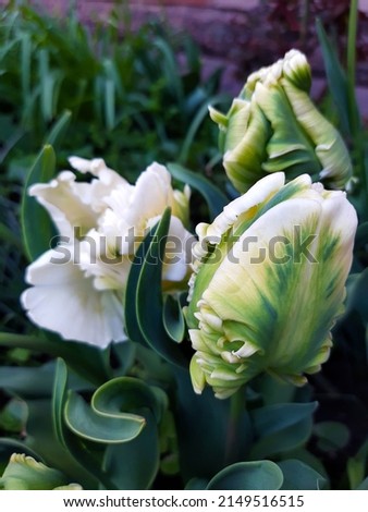 Buds of parrot tulips close-up on a background of green leaves.