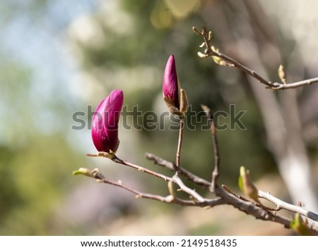 The magnolia blossoms in spring