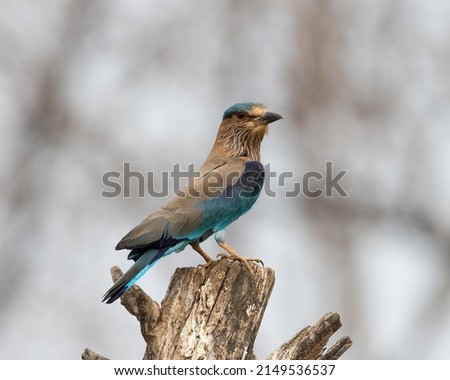 Wildlife photo of sparkling blue and violet bird, Indian Roller. Photograph against blue and green abstract background.