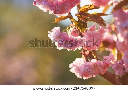 Beautiful Japanese cherry blossom with deep pink flower buds and young booming flowers. bokeh background. Shallow depth of field for dreamy feel.
