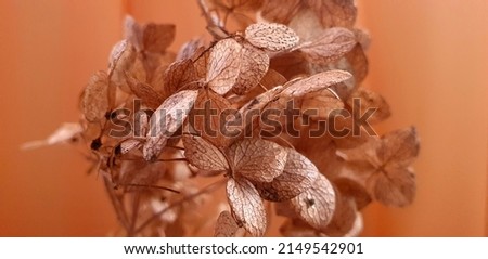 creative art botanic photo, dry leaves on orange  blurred background. Wall picture. Beauty floral decor.