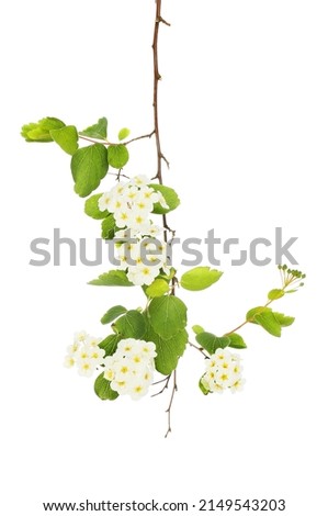 Spiraea flowers and foliage isolated againstwhite Royalty-Free Stock Photo #2149543203