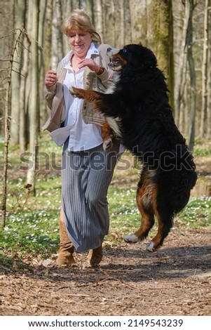 bernese mountain dog plays and bites the woman Royalty-Free Stock Photo #2149543239