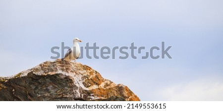 View of a seagull sitting on a colored rock and with a blue sky in the back.