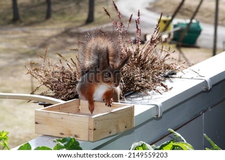 A ginger squirrel seating on the footer on the balcony, earlier spring. Selective focus. High quality photo