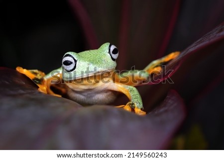 Flying frog closeup face on branch, Javan tree frog closeup image, rhacophorus reinwartii on green leaves