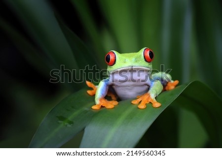 Red-eyed tree frog sitting on green leaves, Red-eyed tree frog closeup on leaves, Red-eyed tree frog (Agalychnis callidryas) looks over leaf edge Royalty-Free Stock Photo #2149560345
