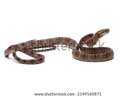 Boiga cynodon snake isolated on white background, Boiga cynodon closeup, Boiga cynodon isolated