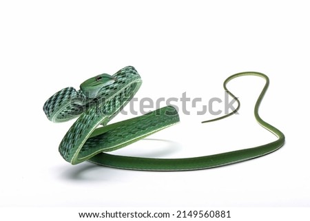 Ahaitulla prasina snake closeup on white background, animal closeup, Asian vine front view
